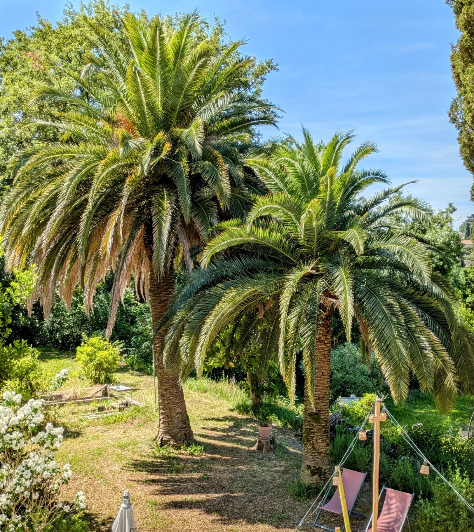 Mas Élise garden with palm trees and outdoor seating